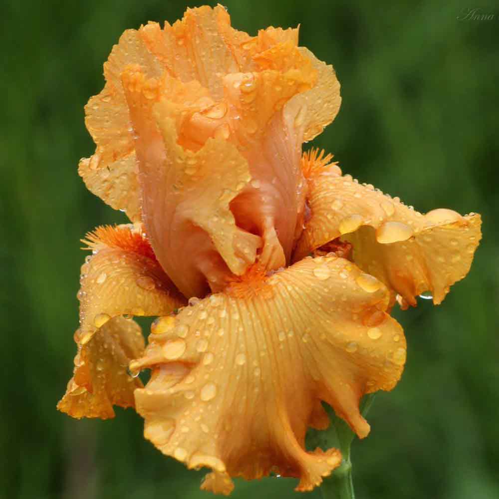 Iris Germanica (Stanjenel) Skyfire - Bulbi plantati in ghiveci ...