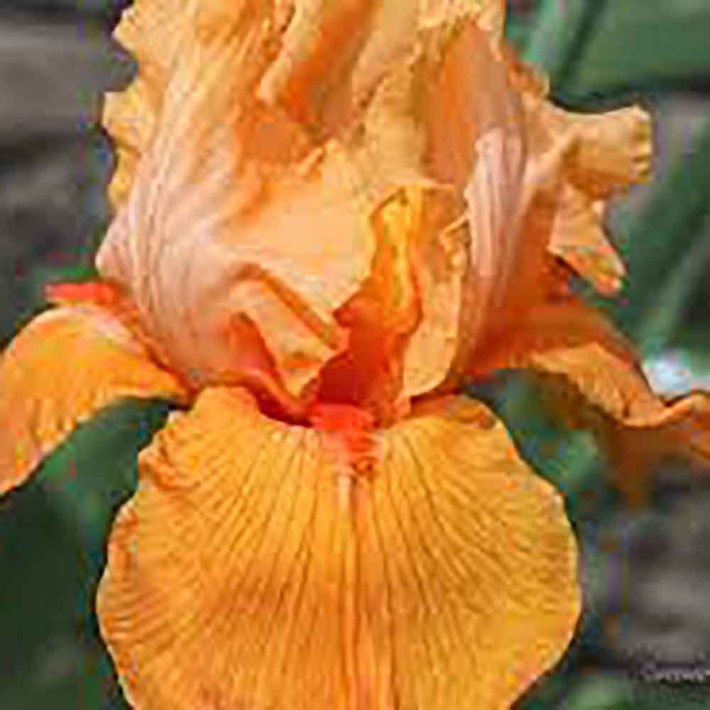 Iris Germanica (Stanjenel) Skyfire - Bulb Plantat In Ghiveci - VERDENA-livrat la ghiveci de 1.3 L ( 11 cm )