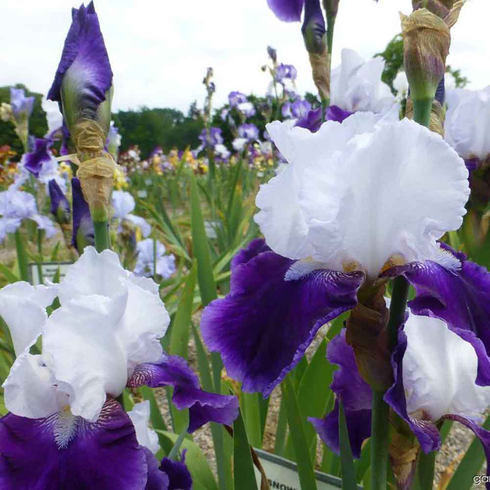 Iris Germanica (Stanjenel) Snow Mound - Bulb Plantat In Ghiveci - VERDENA-livrat la ghiveci de 1.3 L ( 11 cm )