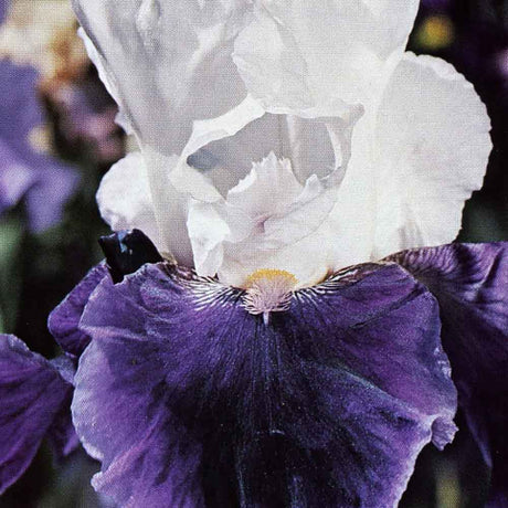 Iris Germanica (Stanjenel) Snow Mound - Bulb Plantat In Ghiveci - VERDENA-livrat la ghiveci de 1.3 L ( 11 cm )