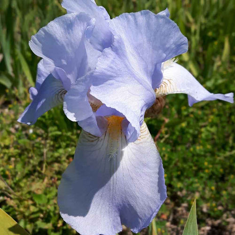 Iris Germanica (Stanjenel) Springtime Madonna - Bulb Plantat In Ghiveci - VERDENA-livrat la ghiveci de 1.3 L ( 11 cm )