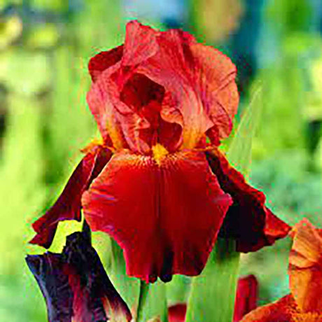 Iris Germanica (Stanjenel) Sultan'S Palace - Bulb Plantat In Ghiveci