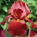 Iris Germanica (Stanjenel) Sultan'S Palace - Bulb Plantat In Ghiveci - VERDENA-livrat la ghiveci de 0.5 L ( 9 cm )