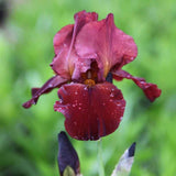 Iris Germanica (Stanjenel) Sultan'S Palace - Bulb Plantat In Ghiveci - VERDENA-livrat la ghiveci de 0.5 L ( 9 cm )