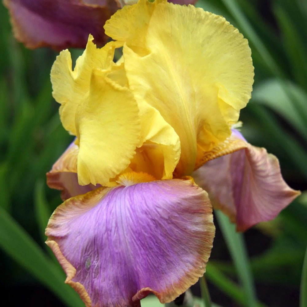 Iris Germanica (Stanjenel) Sunset Sky - Bulb Plantat In Ghiveci - VERDENA-livrat in ghiveci de 1.1 l