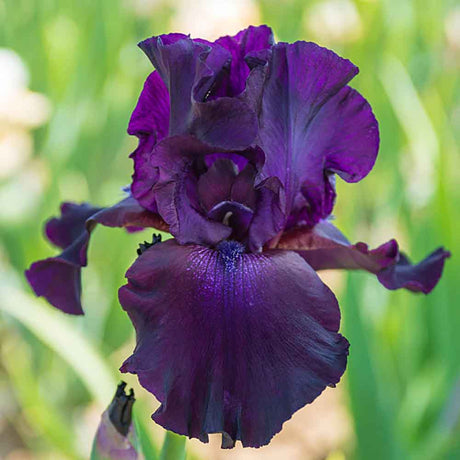 Iris Germanica (Stanjenel) Superstition - Bulb Plantat In Ghiveci - VERDENA-livrat la ghiveci de 0.5 L ( 9 cm )