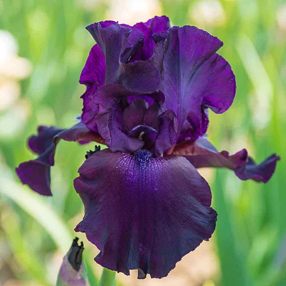 Iris Germanica (Stanjenel) Superstition, cu flori violet-inchis - VERDENA-livrat in ghiveci de 1.1 l