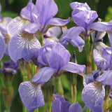 Iris sibirica (Stanjenel) Cambridge, livrat in ghiveci de 1L