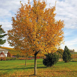 Jugastru (Acer campestre) - VERDENA-80-100 cm inaltime livrat in ghiveci de 10 L