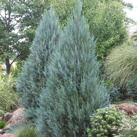 Juniperus Moonglow - VERDENA-livrat in ghiveci de 3 L
