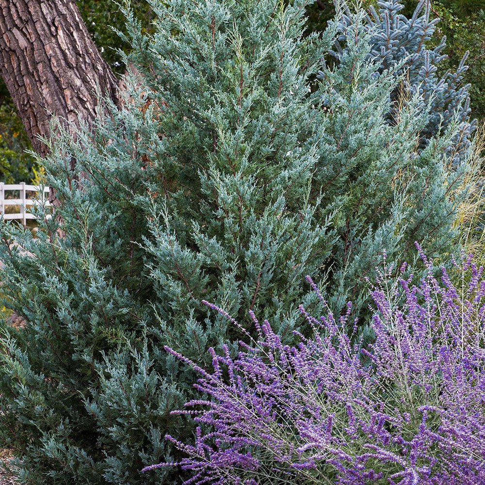 Juniperus Moonglow - VERDENA-livrat in ghiveci de 3 L