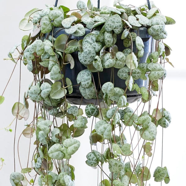Lantul inimilor (Ceropegia woodii) | Verdena – VERDENA