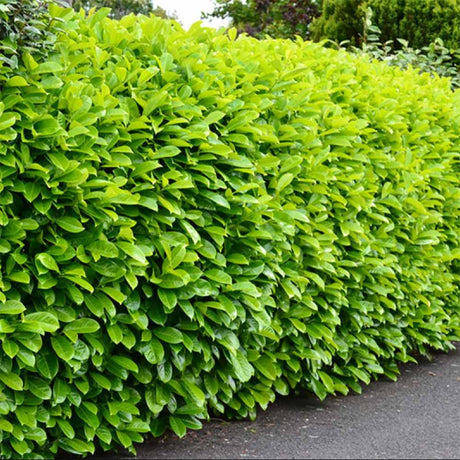 Laur englezesc vesnic verde Rotundifolia (Laurocires) - VERDENA-80-100 cm inaltime in ghiveci de 5 L