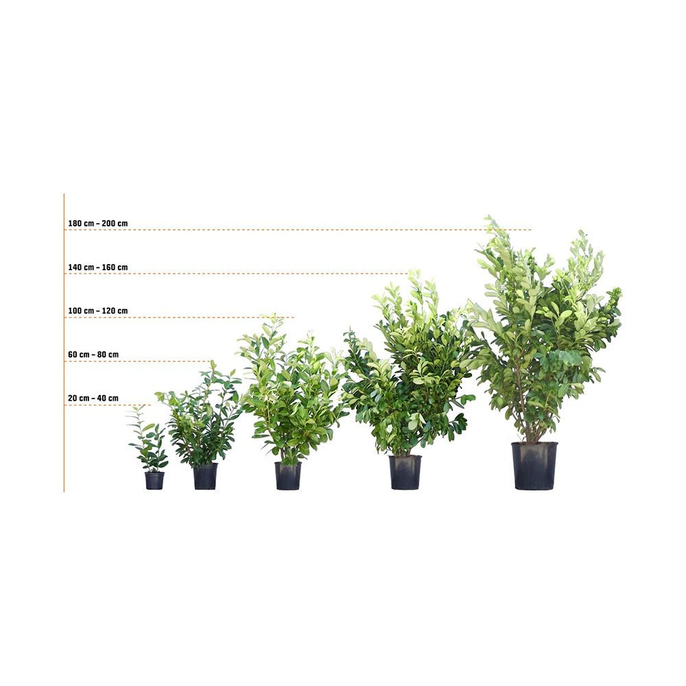 Laur Englezesc Vesnic Verde Rotundifolia (Laurocires), Gard Viu cu Flori - VERDENA-80-100 cm inaltime, livrat in ghiveci de 5 l