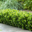 Laur japonez Ilex Dark Green, 10 cm inaltime, in ghiveci de 0.7L