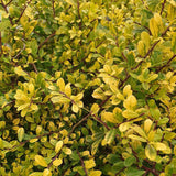 Laur japonez Ilex Golden Gem, 15-20 cm inaltime, in ghiveci de 0.8L