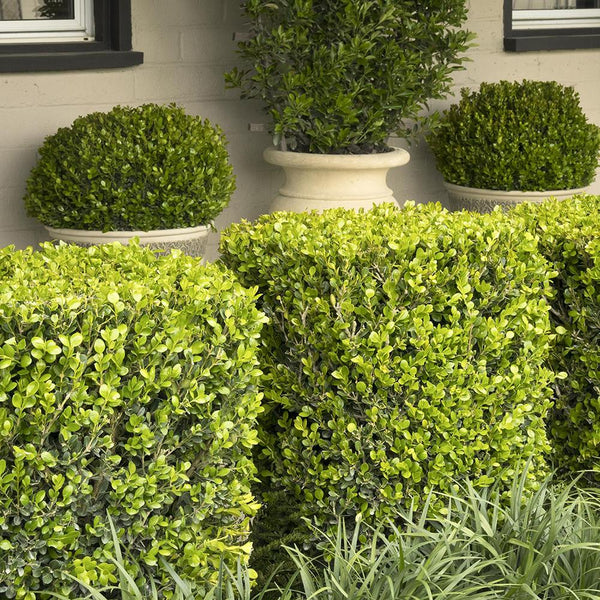 Laur japonez Ilex Golden Gem, 15-20 cm inaltime, in ghiveci de 0.8L