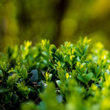 Laur japonez Ilex Green Hedge, 10/+ cm inaltime, in ghiveci de 1L