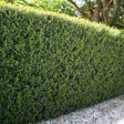 Laur Japonez Vesnic Verde Green Hedge (Ilex), Gard Viu Rezistent La Inghet