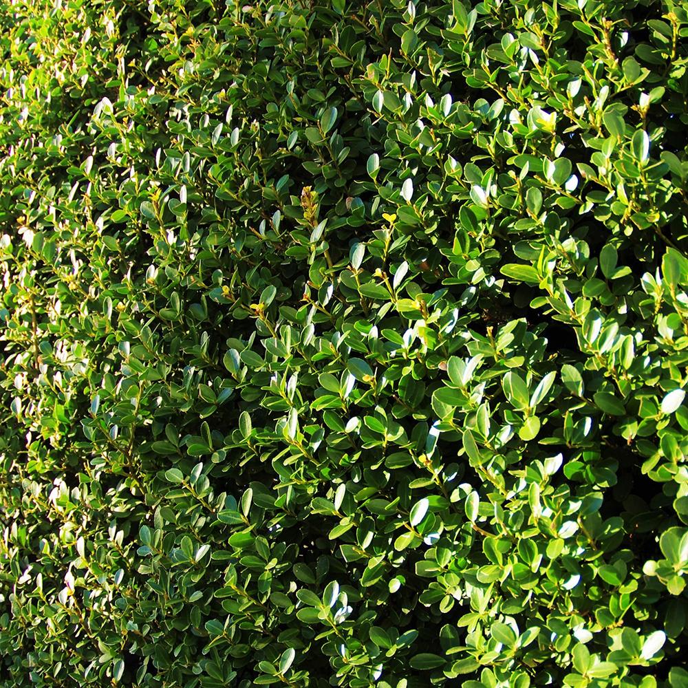 Laur japonez Ilex Green Hedge, 10/+ cm inaltime, in ghiveci de 1L