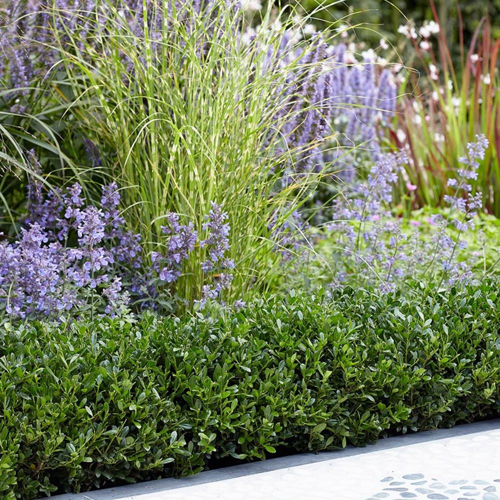 Laur japonez Ilex Luxury Hedge, 35-40 cm inaltime, in ghiveci de 1.3L