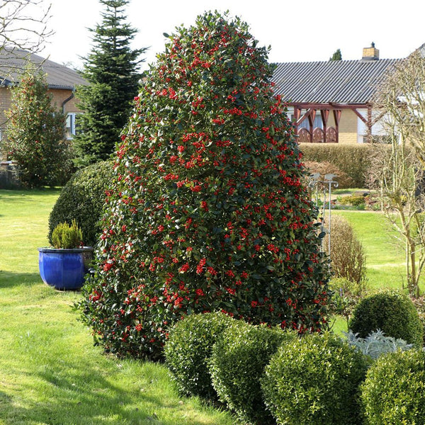 Laur Japonez Vesnic Verde Heckenfee (Ilex), Gard Viu Rezistent La Inghet - VERDENA-100-120 cm inaltime la livrare, in ghiveci de 12 l