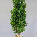 Laur Japonez Vesnic Verde Heckenfee (Ilex), Gard Viu Rezistent La Inghet - VERDENA-140-160 cm inaltime la livrare, in ghiveci de 20 L