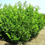 Laur vesnic verde Angustifolia - VERDENA-in ghiveci de 12 L