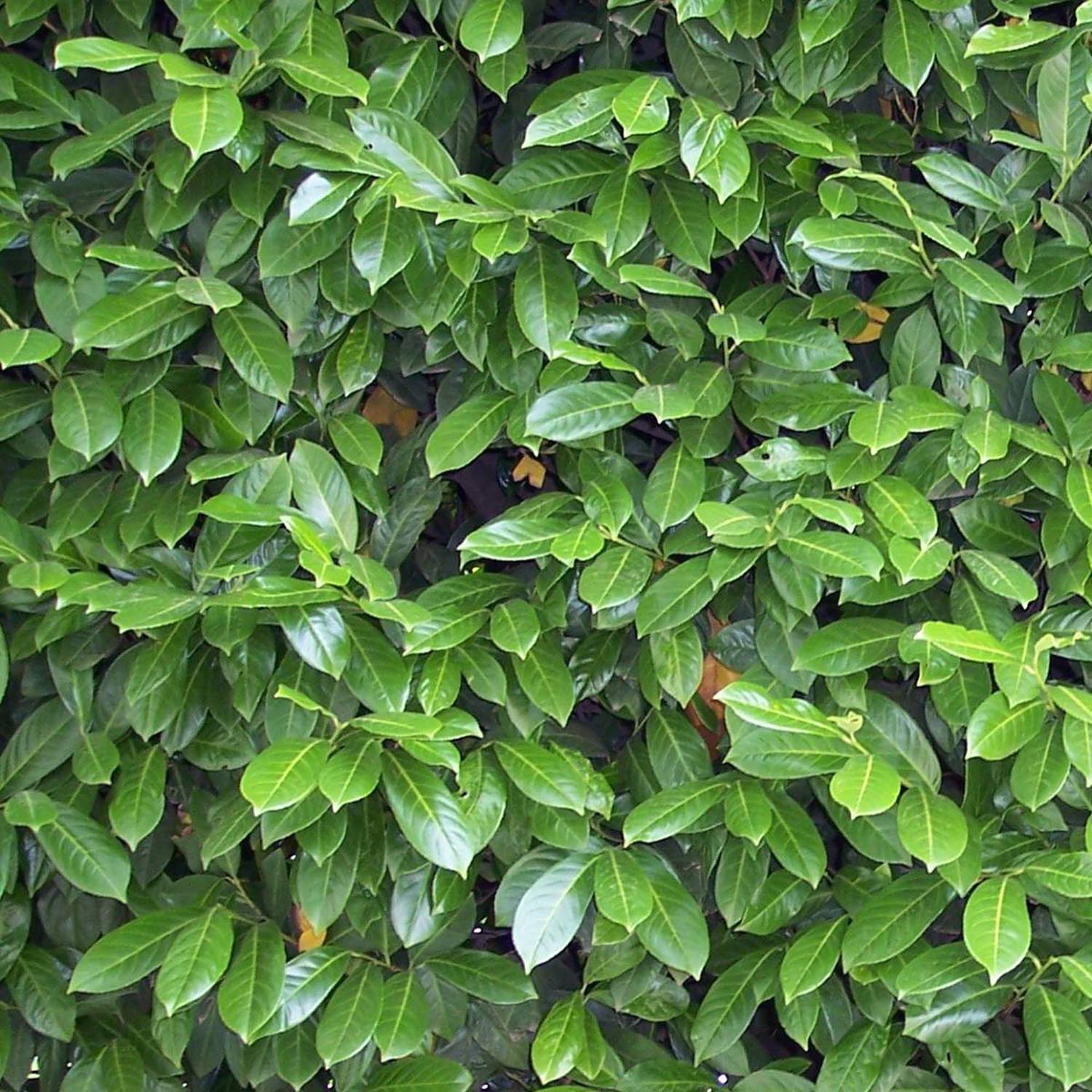 Laur vesnic verde Caucasica, 100-125 cm inaltime, in ghiveci de 10L