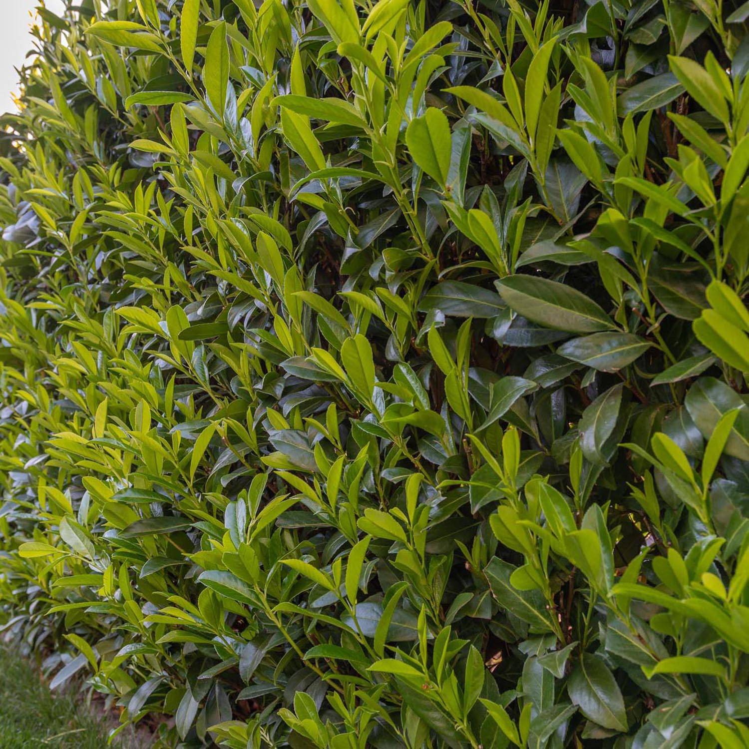 Laur vesnic verde Caucasica, 100-125 cm inaltime, in ghiveci de 10L