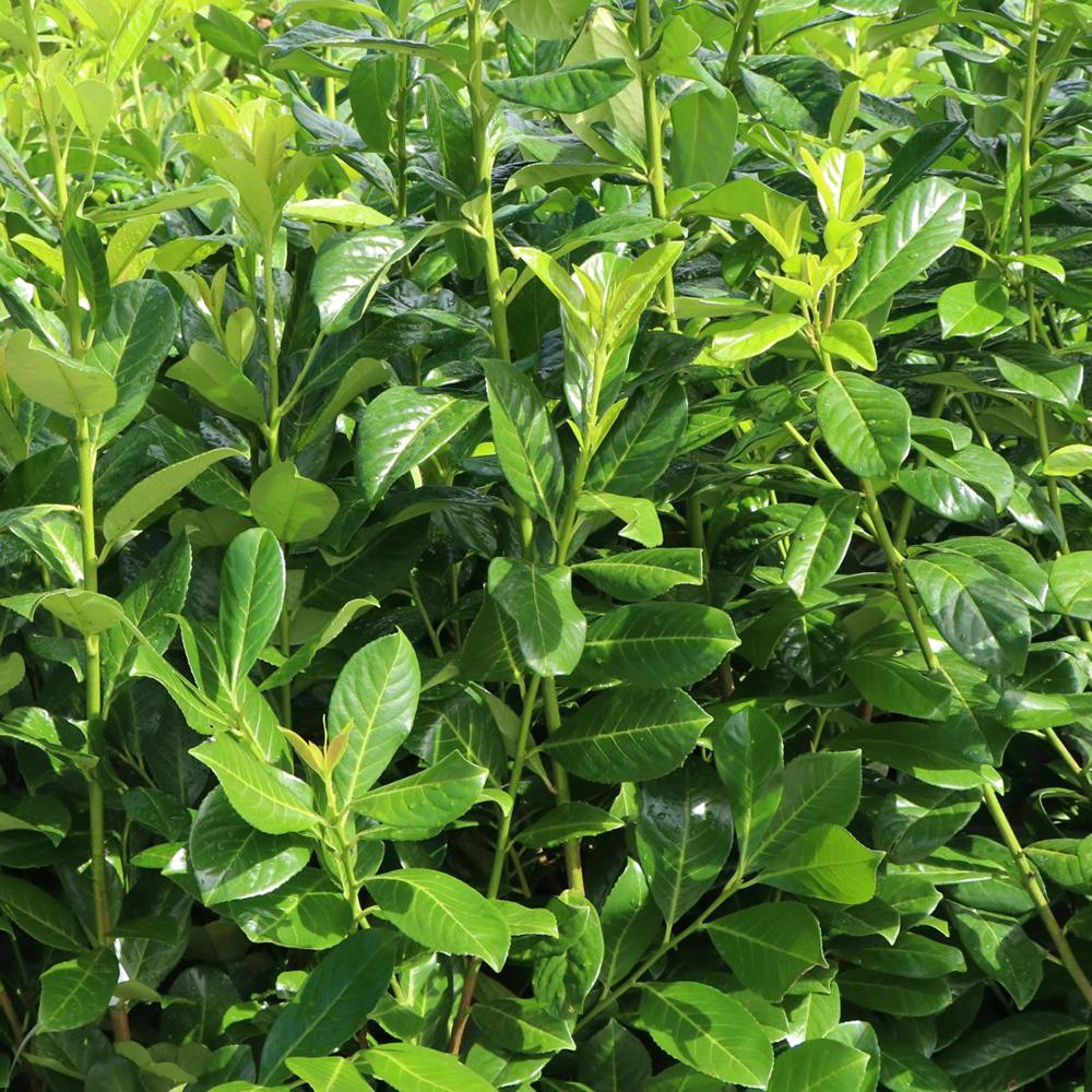 Laur vesnic verde Rotundifolia, 30-40 cm la livrare, in ghiveci de 1.2 L