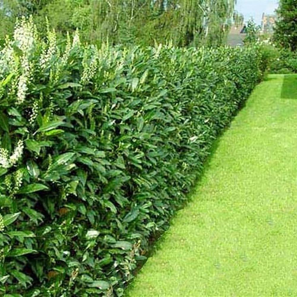Laur vesnic verde Rotundifolia, 30-40 cm la livrare, in ghiveci de 1.2 L
