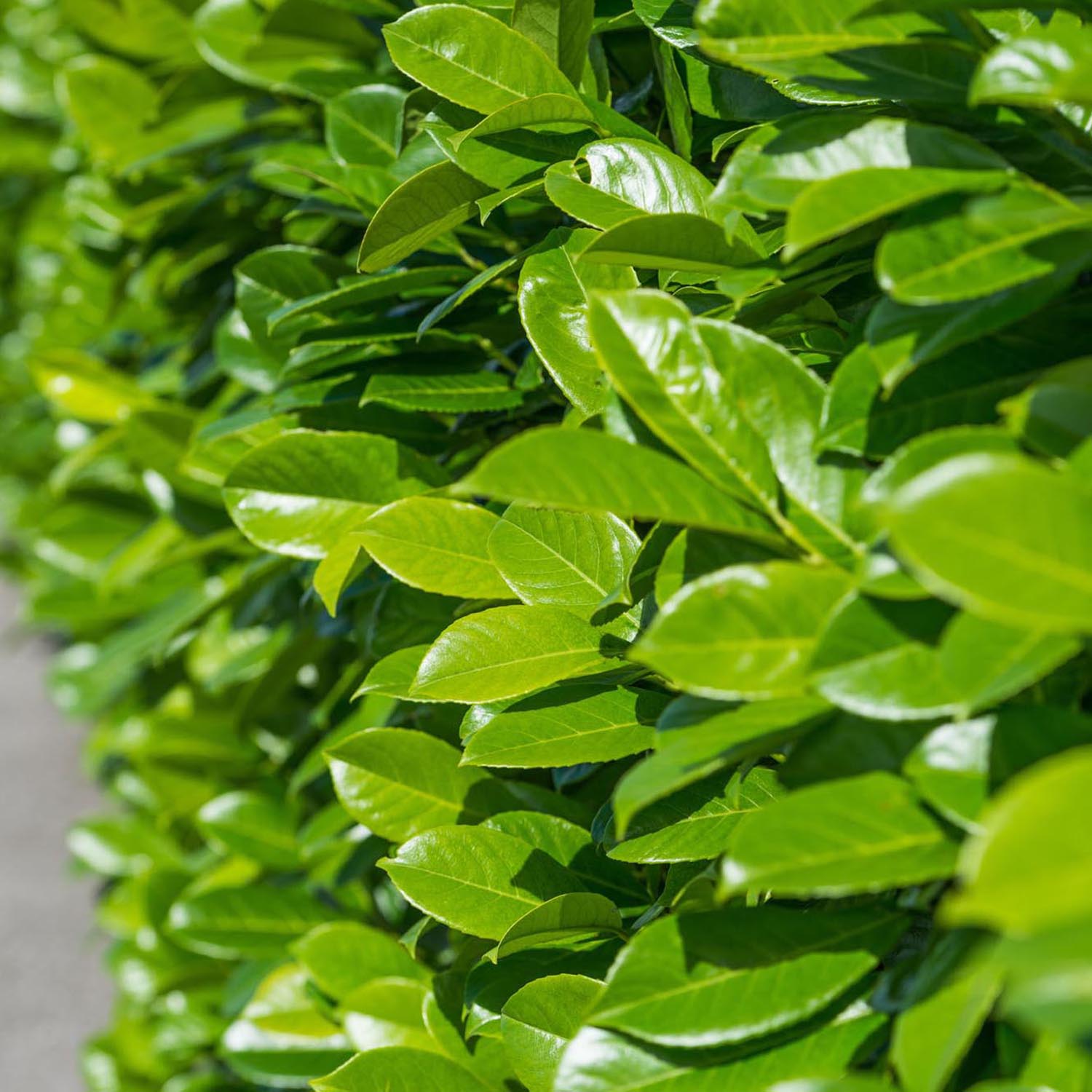 Laur vesnic verde Rotundifolia, 30-40 cm la livrare, in ghiveci de 1.2 L