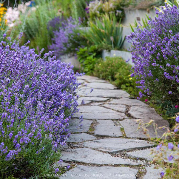 Lavanda Imperial Gem, 20-25 cm la livrare, in ghiveci de 1.7L