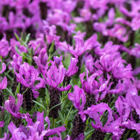 Lavanda Spaniola Stoechas, cu flori violet-intens - VERDENA-25-30 cm inaltime, livrat in ghiveci de 2 l