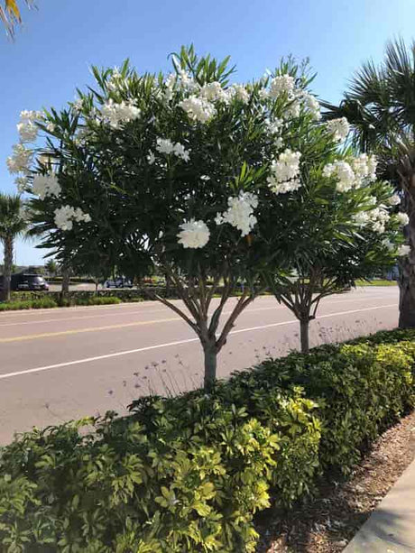 Leandru Nerium Tip Copac, cu flori albe - VERDENA-Tulpina de 50 cm inaltime, livrat in ghiveci de 6.5 l