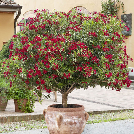 Leandru Nerium Tip Copac, cu flori rosii - VERDENA-Tulpina de 50 cm inaltime, livrat in ghiveci de 6.5 l