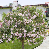 Leandru Nerium Tip Copac, cu flori roz-pastelate - VERDENA-Tulpina de 50 cm inaltime, livrat in ghiveci de 6.5 l