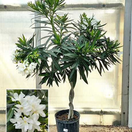 Leandru Nerium Tip Copac cu tulpina impletita, cu flori albe - VERDENA-Tulpina de 50 cm inaltime, livrat in ghiveci de 6.5 l