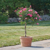 Leandru Nerium Tip Copac cu tulpina impletita, cu flori roz-inchis - VERDENA-Tulpina de 50 cm inaltime, livrat in ghiveci de 6.5 l