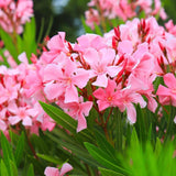 Leandru Nerium Tip Copac cu tulpina impletita, cu flori roz-inchis - VERDENA-Tulpina de 50 cm inaltime, livrat in ghiveci de 6.5 l