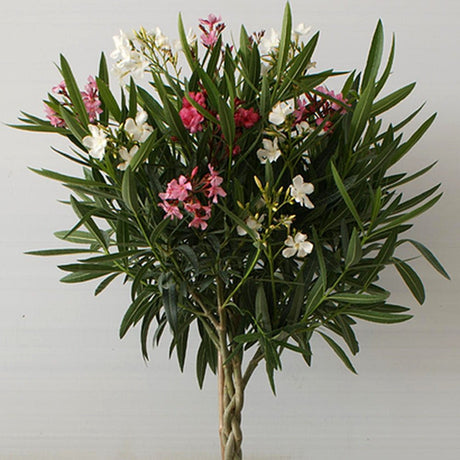 Leandru Nerium Tip Copac multicolor tulpina impletita, cu flori roz, rosu, alb si galben - VERDENA-Tulpina de 50 cm inaltime, livrat in ghiveci de 6.5 l