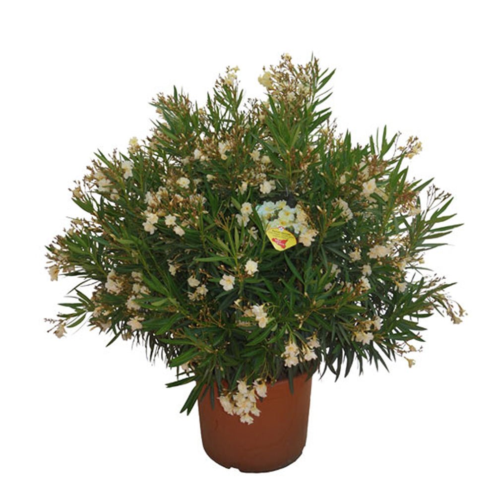 Leandru Nerium Tufa, cu Flori Duble Crem Luteum Plenum - VERDENA-70-80 cm inaltime, livrat in ghiveci de 12.5 l
