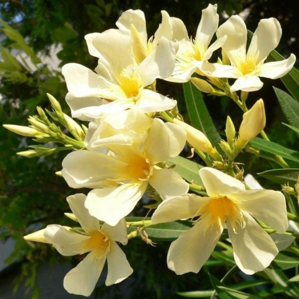 Leandru Nerium Tufa, cu Flori Duble Crem Luteum Plenum - VERDENA-70-80 cm inaltime, livrat in ghiveci de 12.5 l