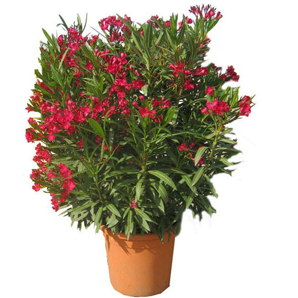 Leandru Nerium Tufa, cu flori rosii - VERDENA-70-80 cm inaltime, livrat in ghiveci de 12.5 l