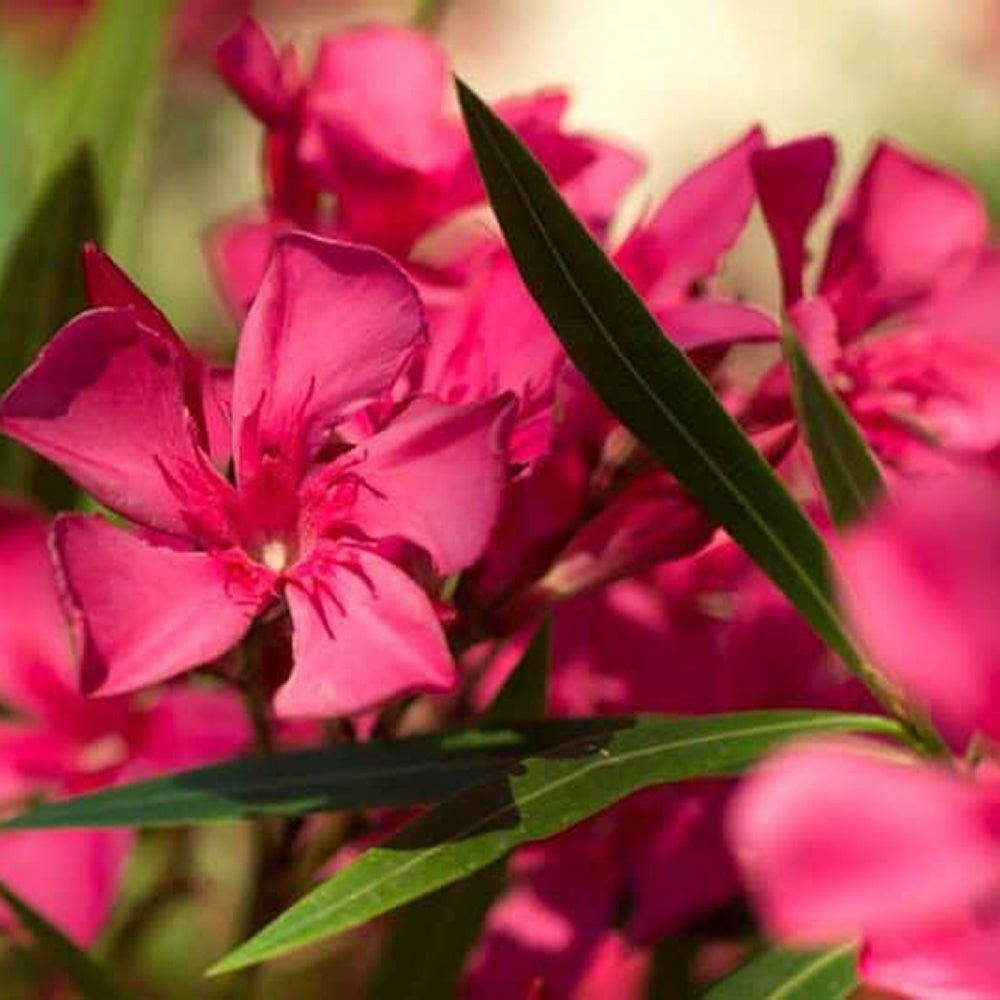 Leandru Nerium Tufa, cu flori roz-inchis - VERDENA-70-80 cm inaltime, livrat in ghiveci de 12.5 l
