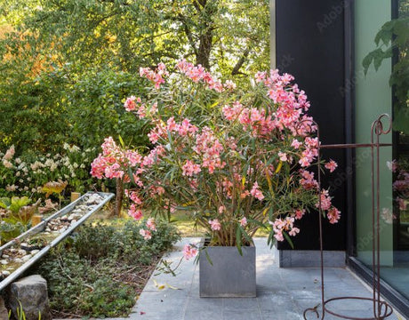 Leandru Nerium Tufa, cu flori roz-pastelate - VERDENA-70-80 cm inaltime, livrat in ghiveci de 12.5 l