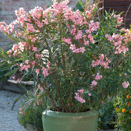 Leandru Nerium Tufa, cu flori roz-pastelate - VERDENA-70-80 cm inaltime, livrat in ghiveci de 12.5 l