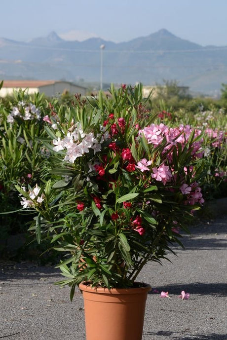 Leandru Nerium Tufa Multicolor, cu flori roz, rosu, alb si galben - VERDENA-70-80 cm inaltime, livrat in ghiveci de 12.5 l
