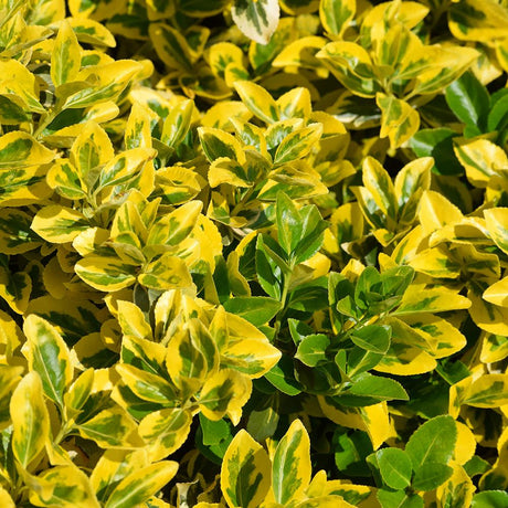 Lemn Cainesc Auriu (Ligustrum Ovalifolium Aureum)